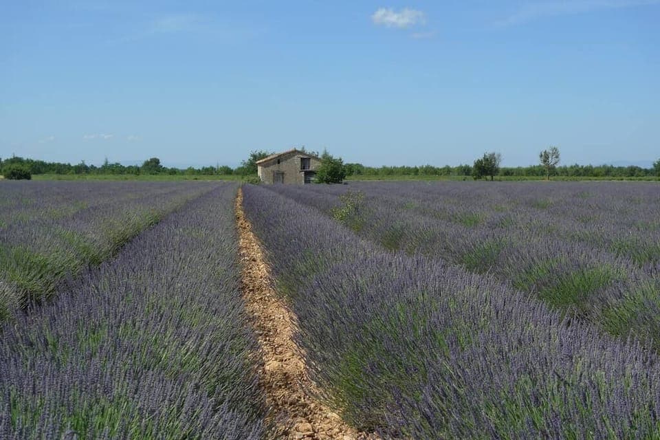 Nearby Lavender fields