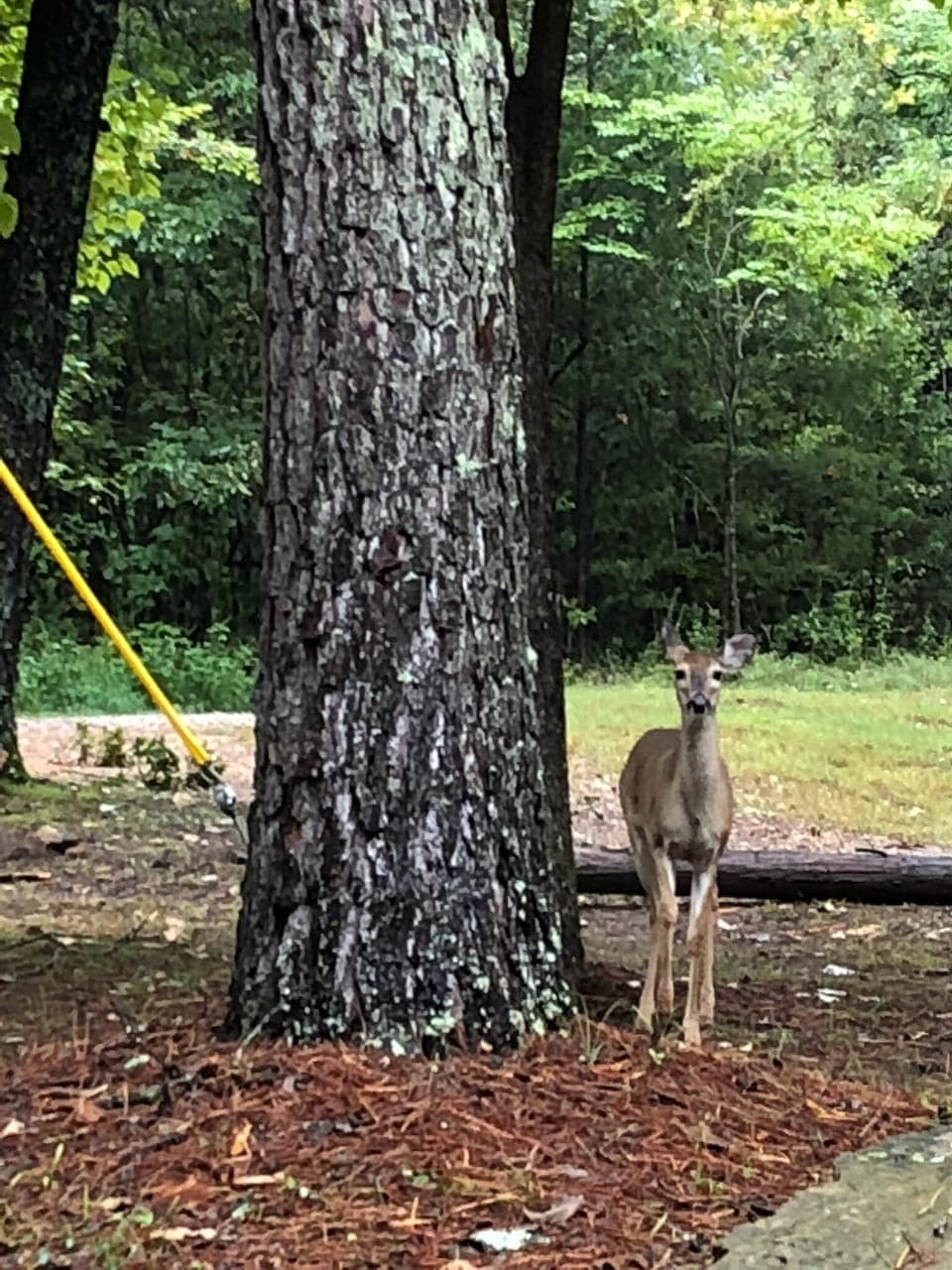 Lots of wildlife in the area