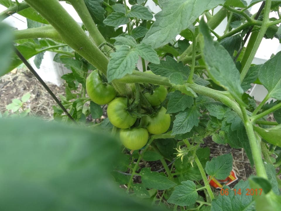 There's a good chance there will be fresh tomatoes on the vines. Help youself. ☺