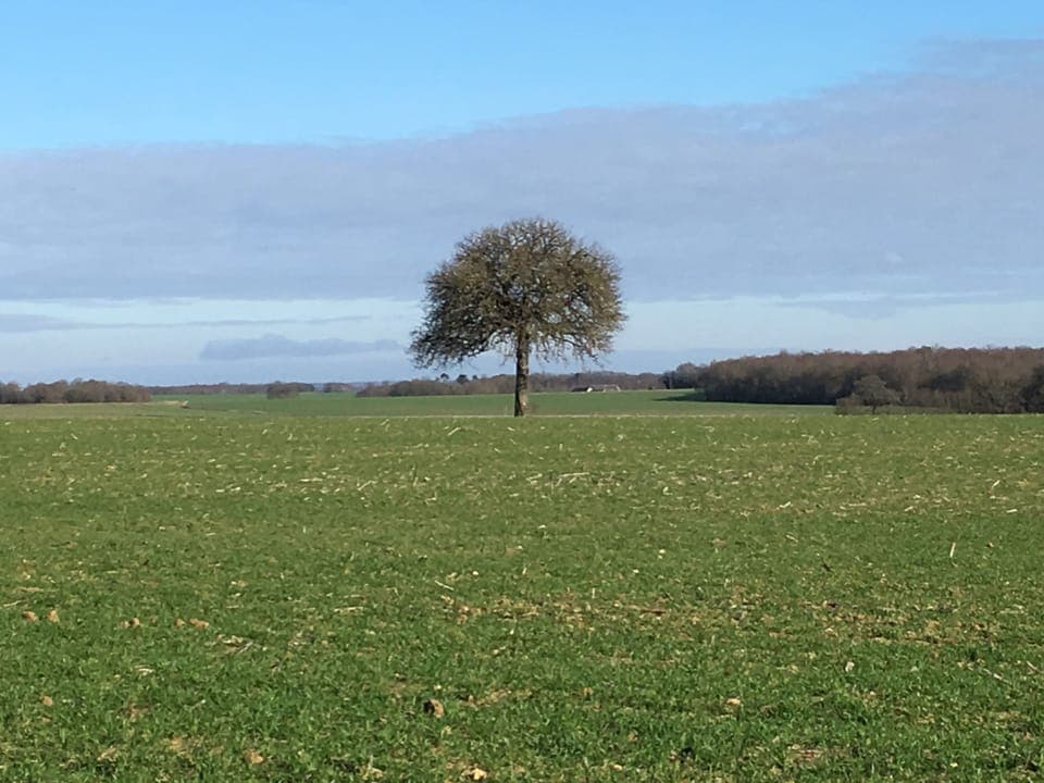The lonesome apple tree.
Le pommier solitaire
