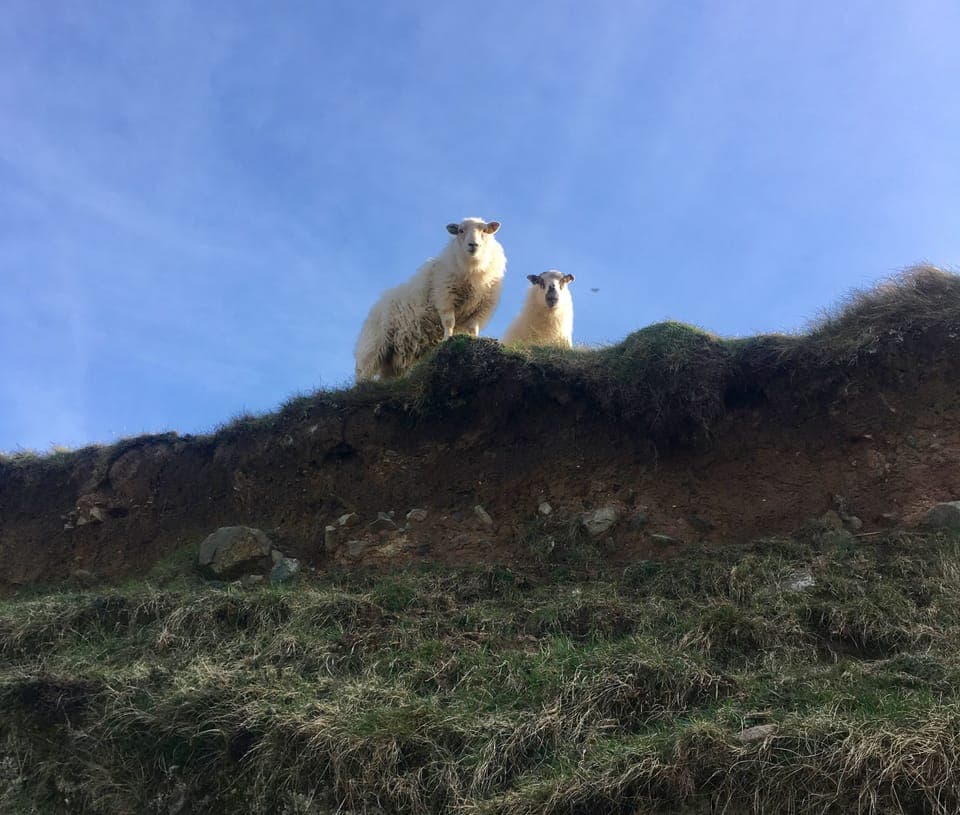 Daredevil Pembrokeshire sheep - with attitude!