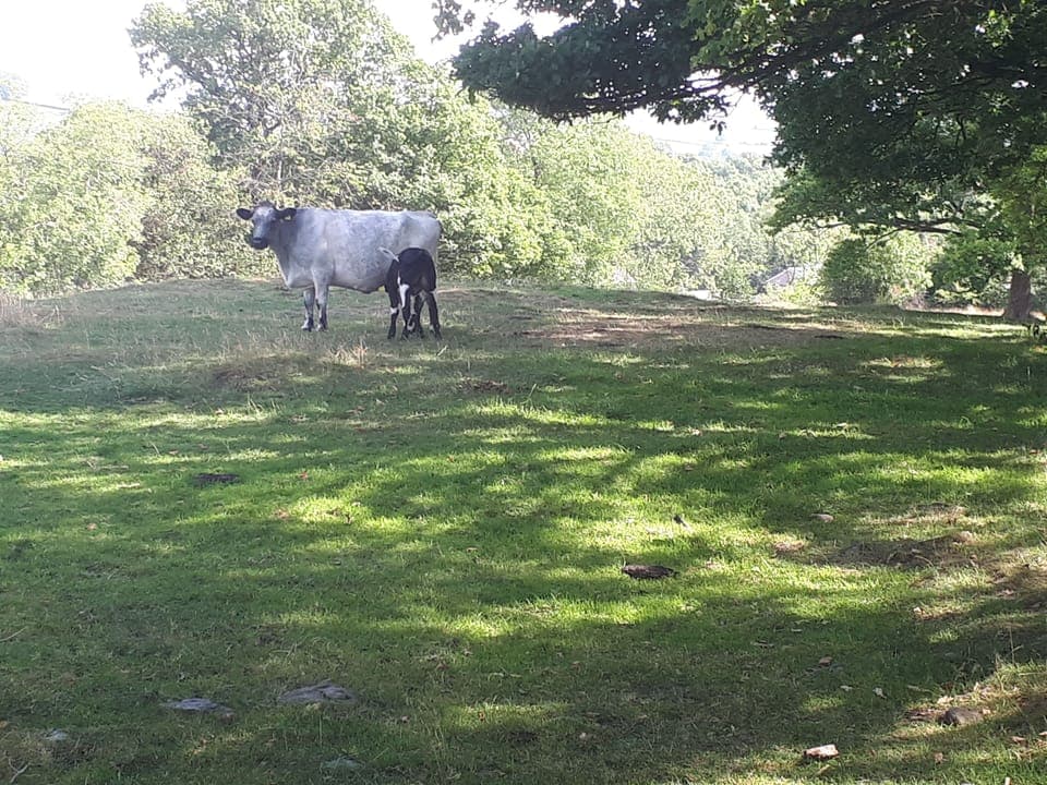 cattle on The Dales Way