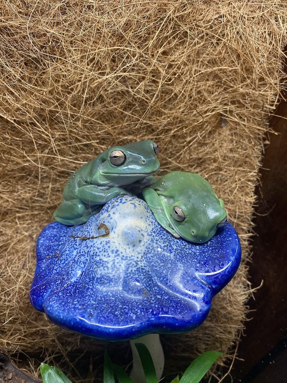 Our froggy mascots! 