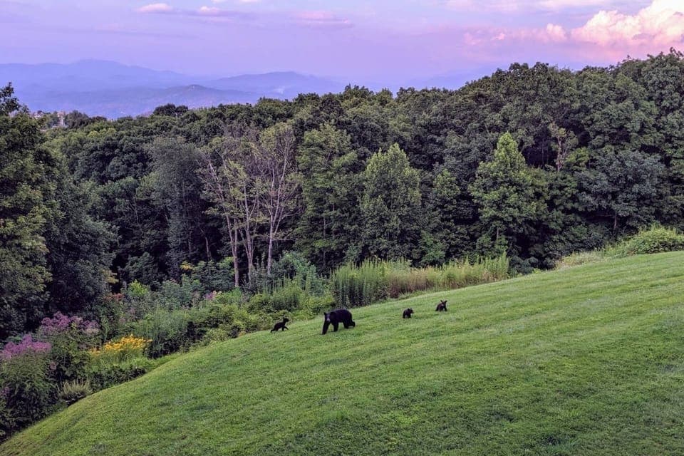 Cubs at play with Mama - picture taken from balcony by Guest Gita