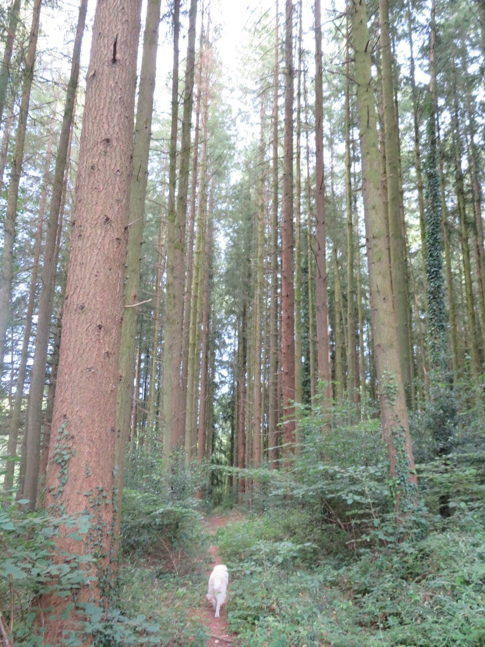Some of our trees in the woods, Douglas fir