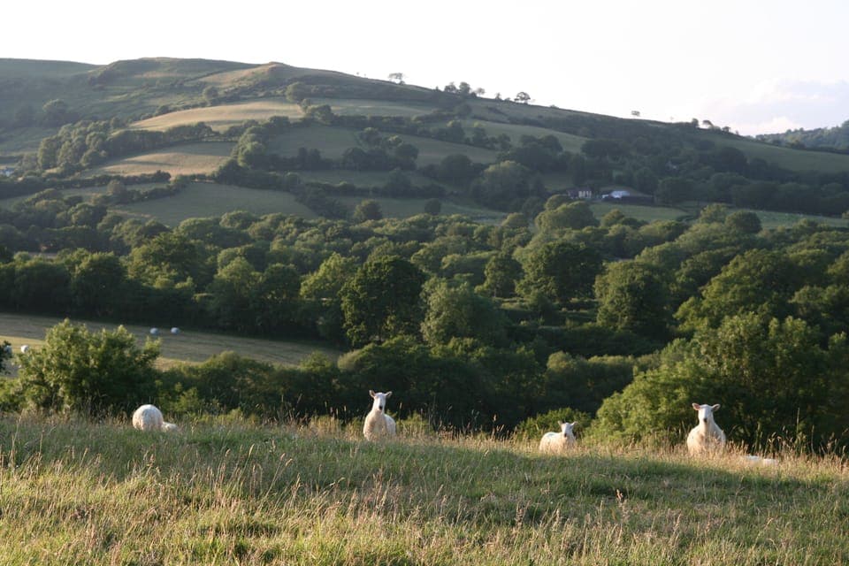 Sheep in our top field