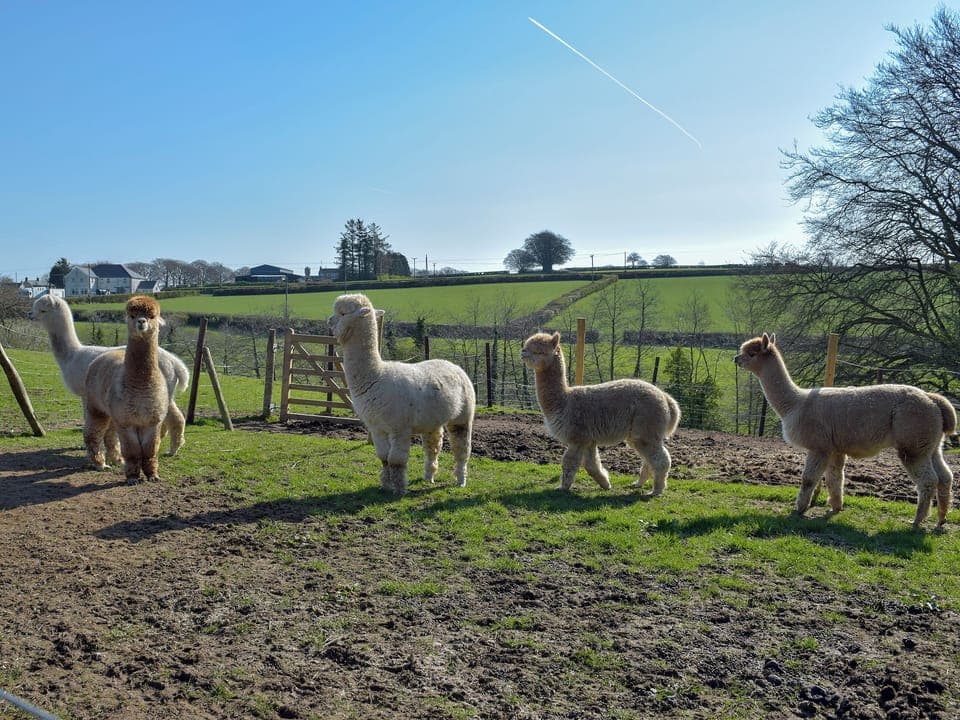Surrounding area | Hen Llaeth - Blaenhirbant Isaf Cottages, Cwmsychpant, near Lampeter