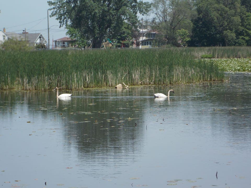 Watch for our Bald Eagles, Swans, Herons, Cranes and so much more wildlife.