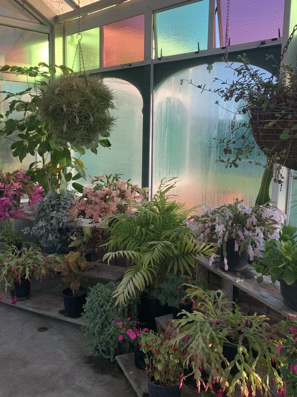 Beautiful (free) glasshouse opposite the Cottage on Thornton Rd