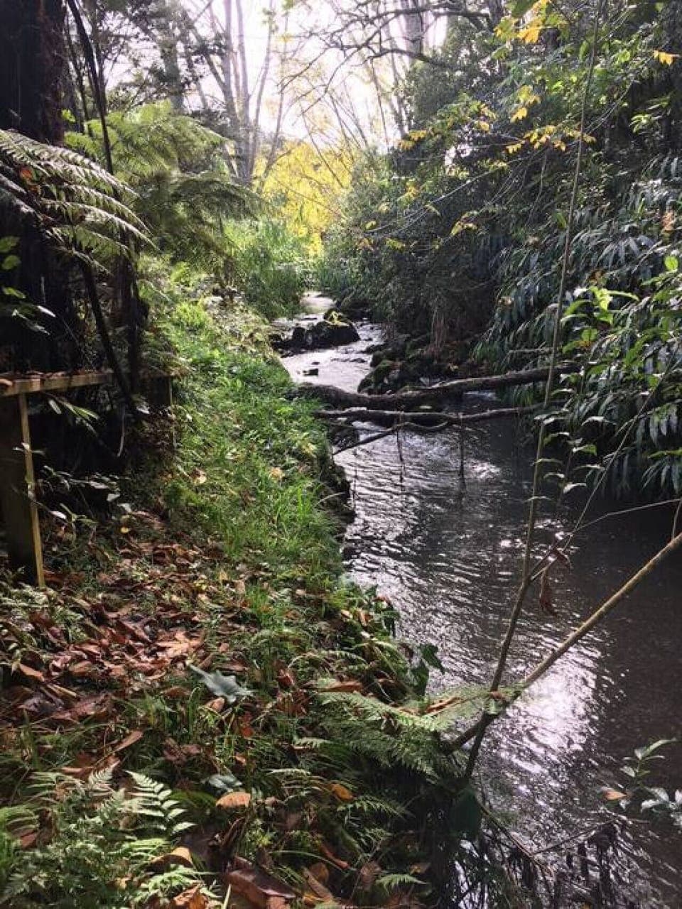 Waiarohia stream at the back door