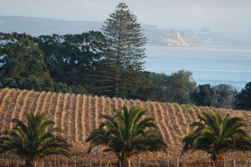 Maize harvested in summer