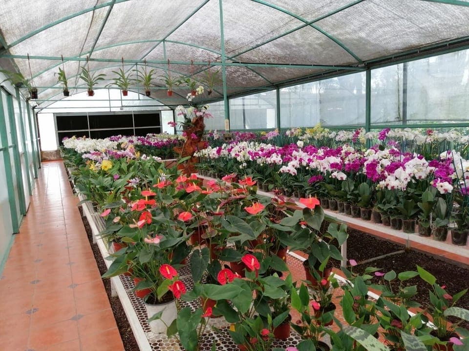 Tahi Viveros de Orquideas