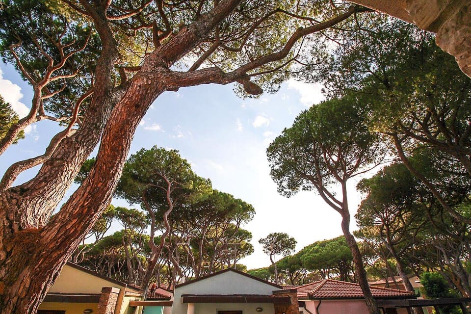 Marina di Grosseto-Lavanda Apartment-In the cool of the pine forest, a stone's throw from the sea, it is the ideal place for a totally relaxing holiday