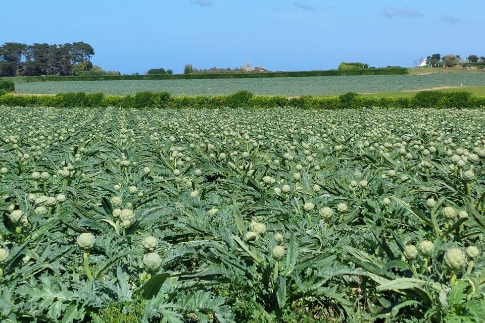 Immediate Surroundings [summer] (<1 km)