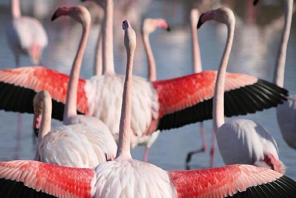 Region [summer] (>5 km)