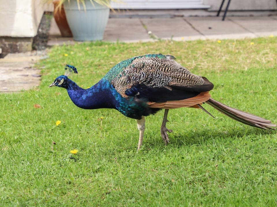 Cottage | Property grounds