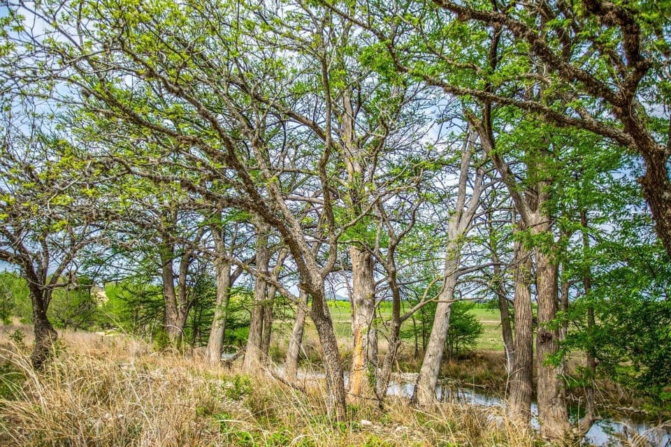 Private access to the Medina River is one of the many things that really sets the Hideaway apart!