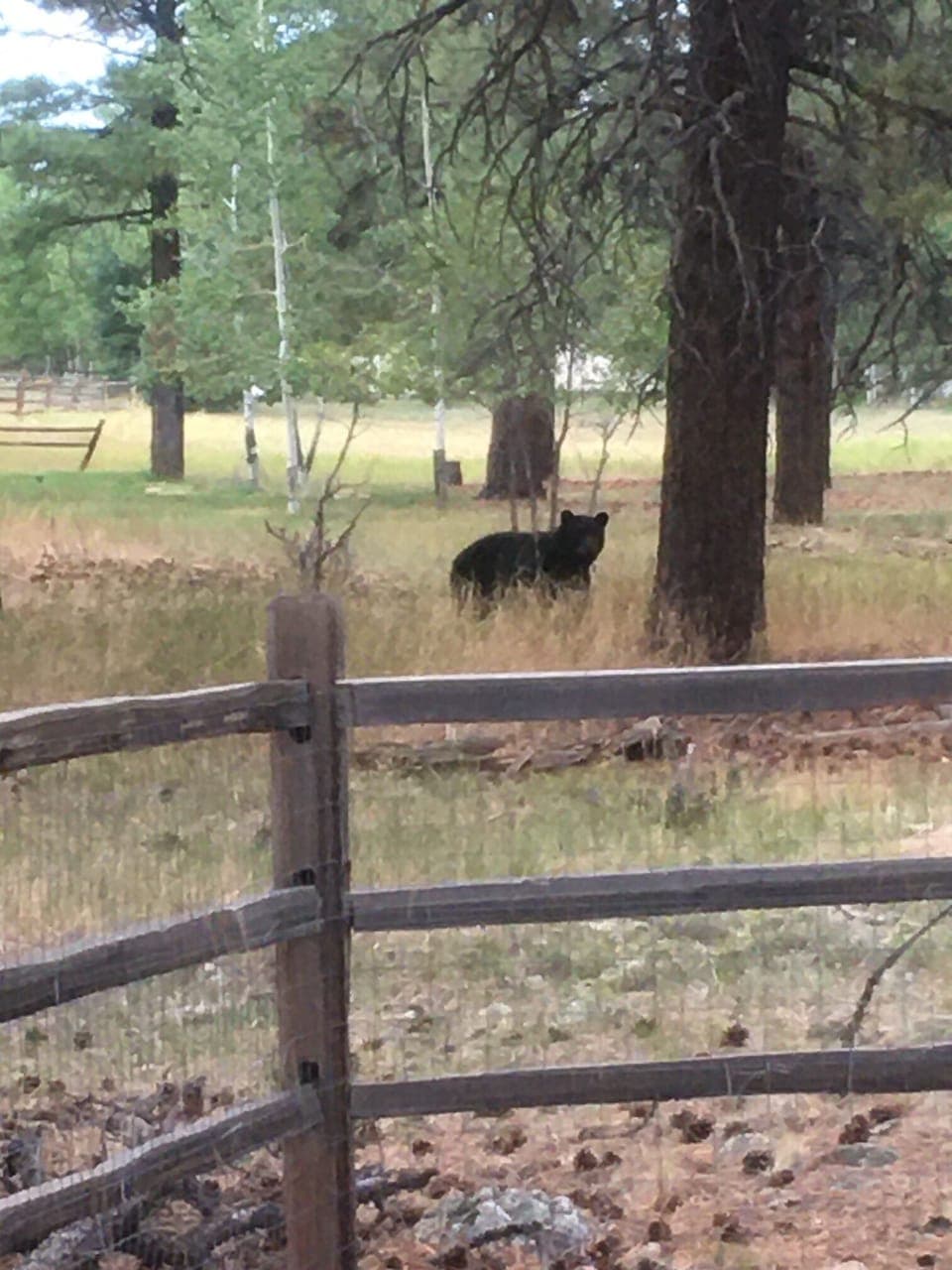 you never know what you will see when you walk outside the house