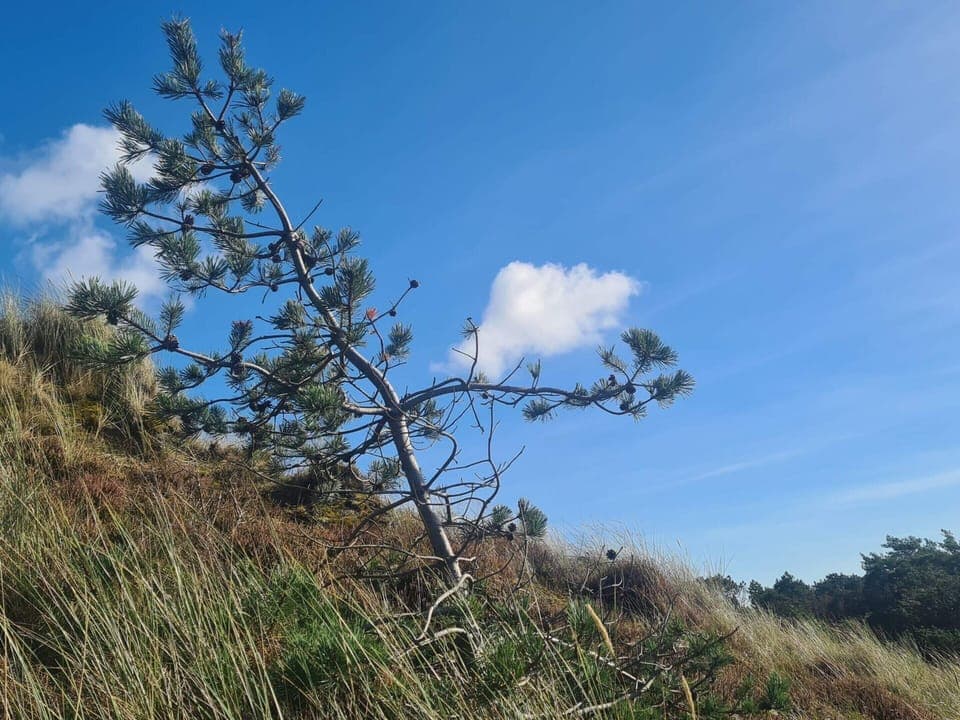 House | Miscellaneous