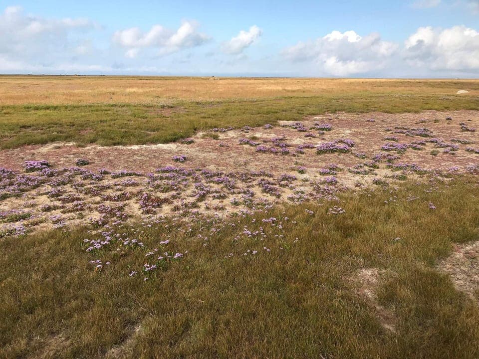 House | Miscellaneous