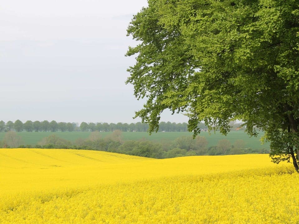 Bungalow | View from property