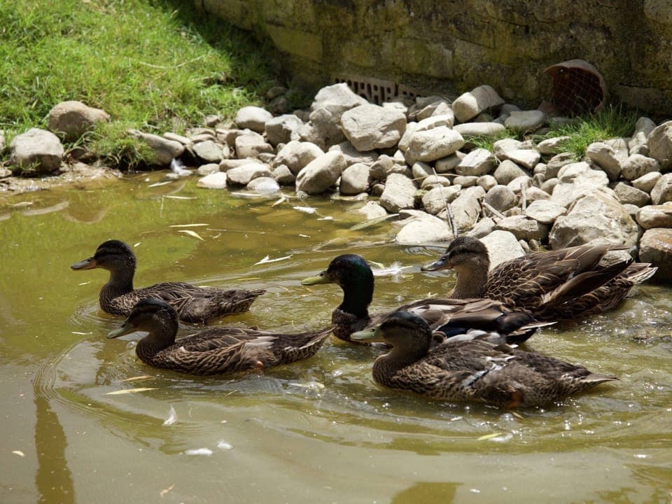 Apartment | Miscellaneous