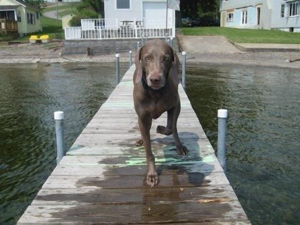 dog friendly 