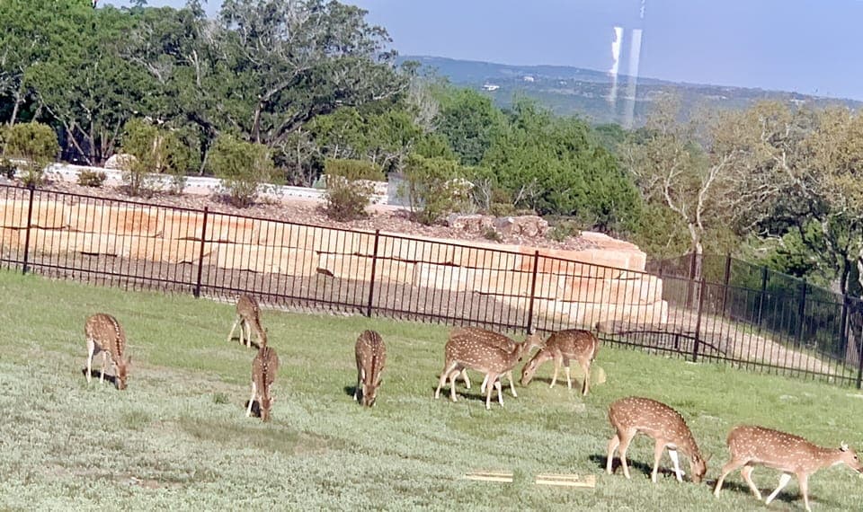 Frequent visitors are Axis and white-tail deer. Ask and I'll put out a hay bale.