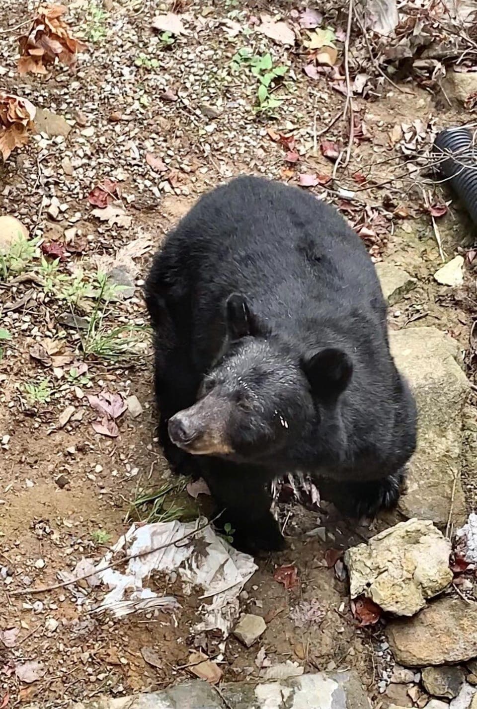 Plenty of bear sightings around our chalet to get you excited! (Bernie the bear)