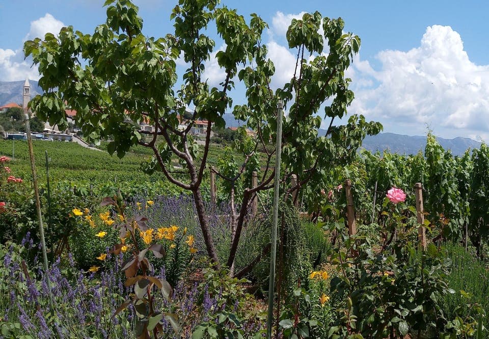 Apartment (Two-Bedroom Apartment with Balcony) | Garden
