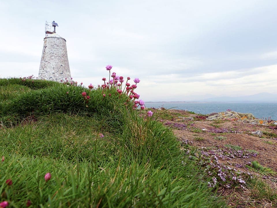 Llanddwyn Island spring flowers
