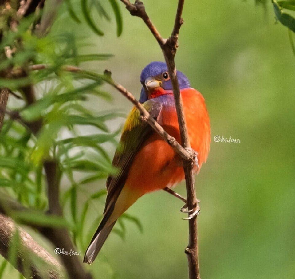Painted buntings, a kaleidoscope of color, hang out on the ranch from March - August.