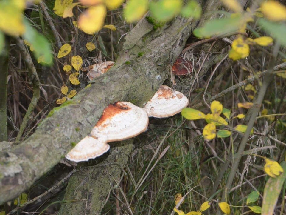 House | Miscellaneous