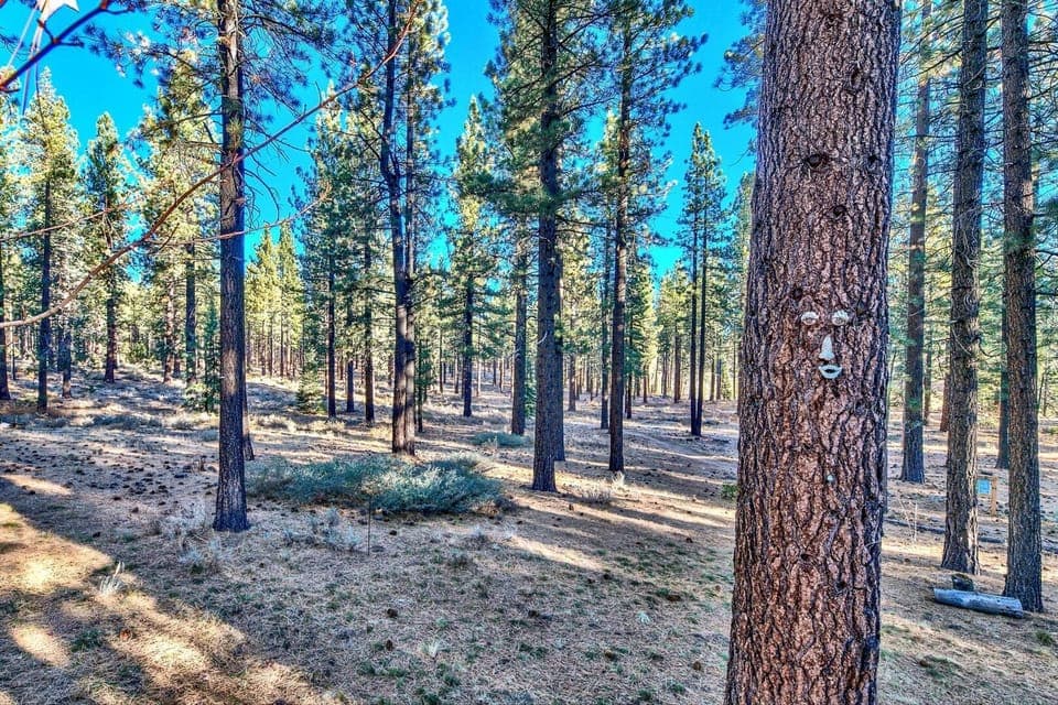 Happiness is a backyard hike in Tahoe! Can you spot the silly face in the tree?