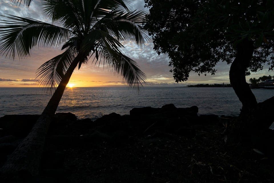 Enjoy year-round dolphin sightings and whale watching during the winter season—all from home.