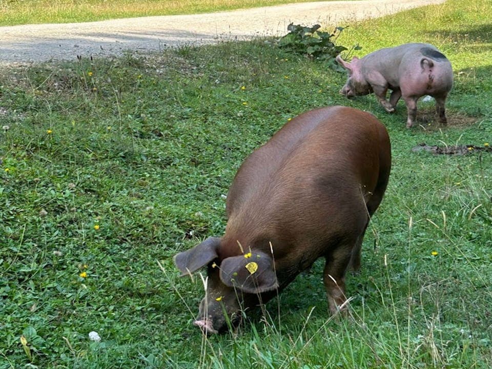 Surroundings [summer] (1-5 km)