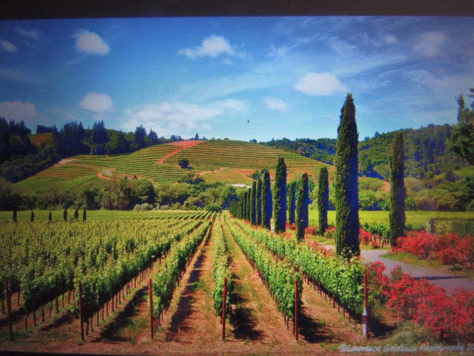 Sonoma Valley vineyards
