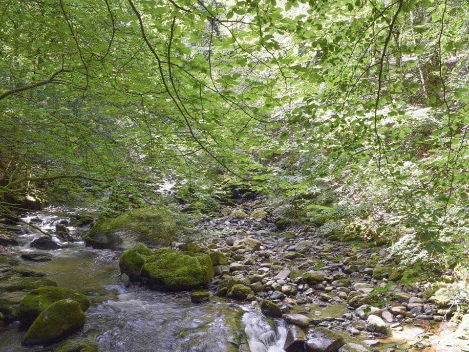Tranquil local woodland | Hill View House - Hillview Holidays, Aberfeldy