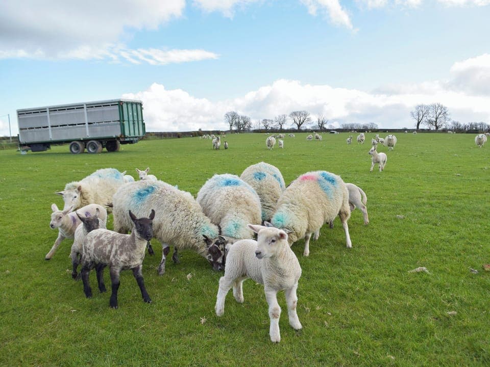 Surrounding area | Pengelli Cottage, Eglwyswrw, near Crymych