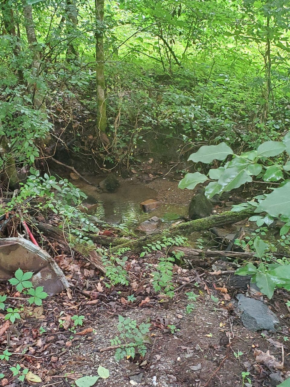 stream that surrounds our beautiful cabin