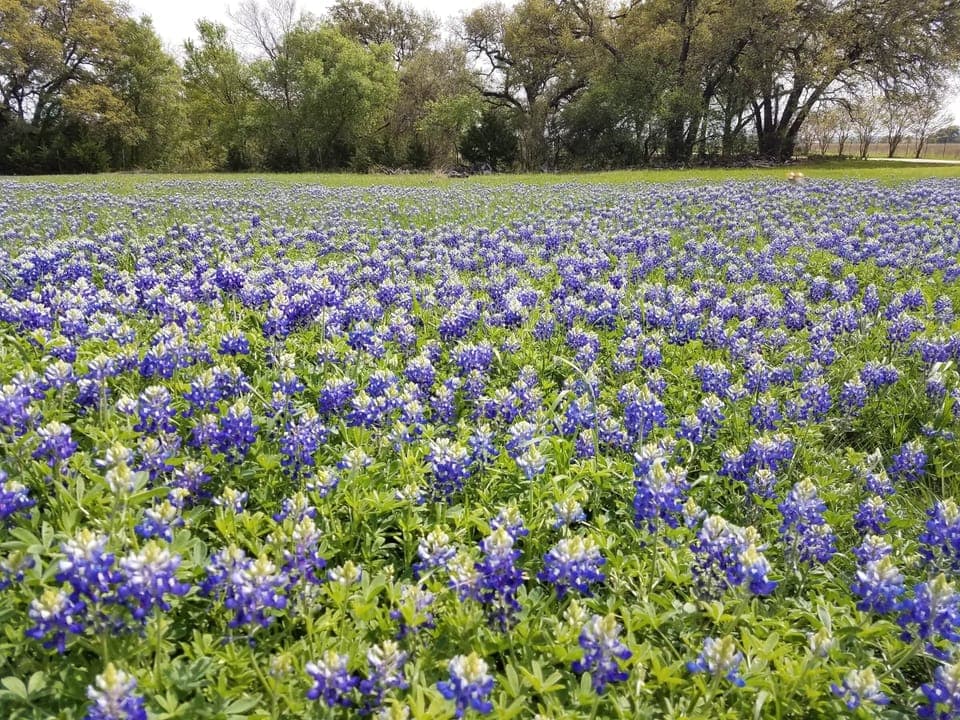 Texas State Flower - Bluebonnets