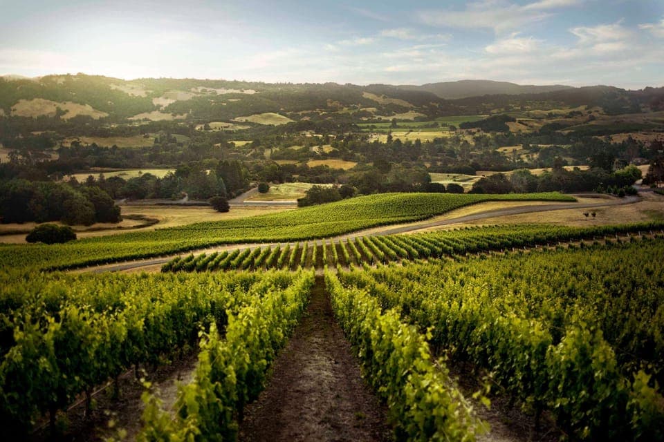 Sun-drenched vineyard views perfect for peaceful escapes