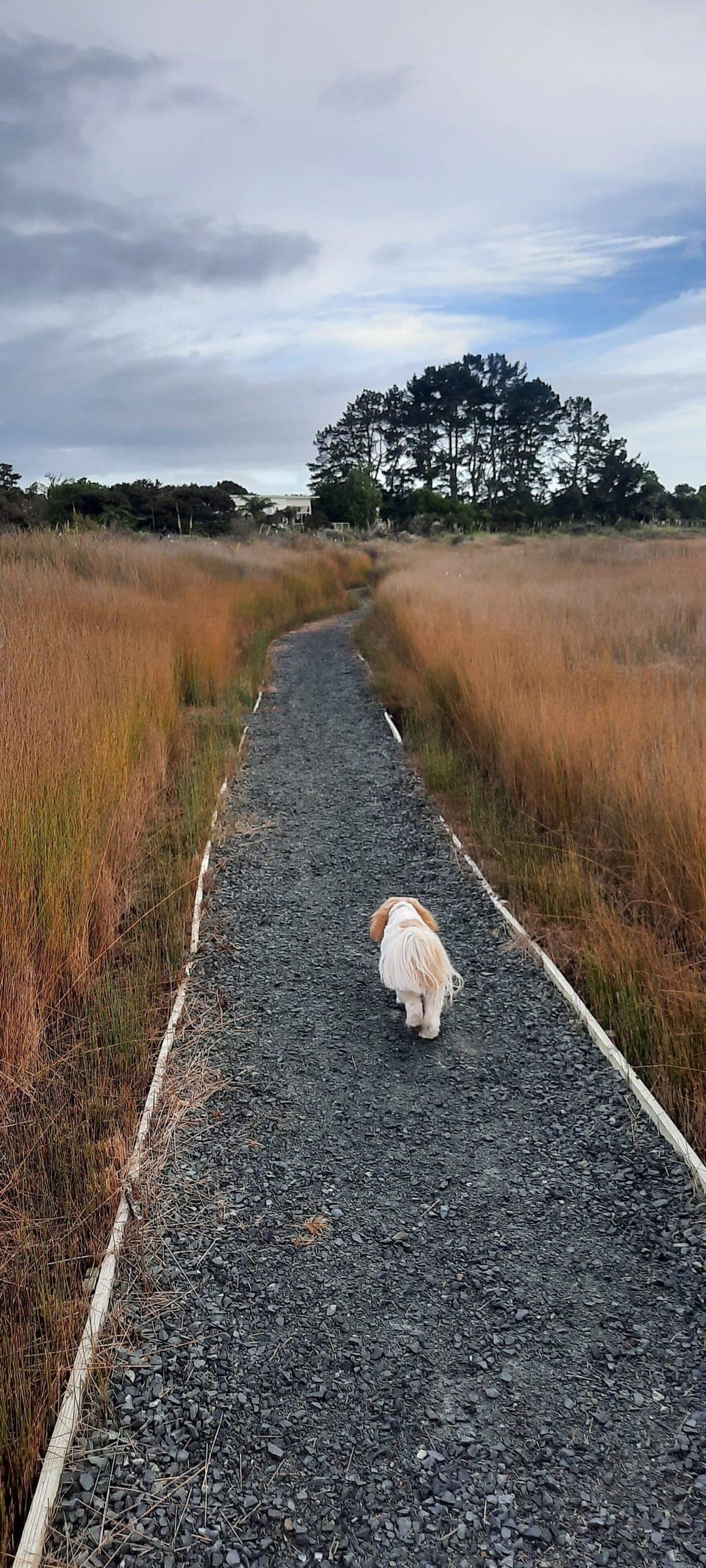 local walls through estuary