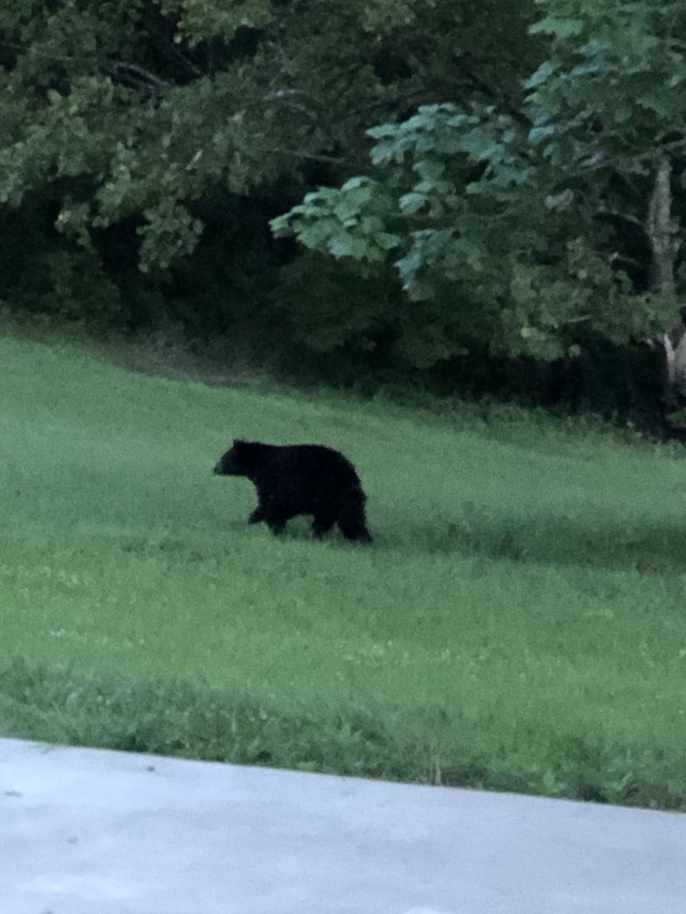 Yes, we have seen bears on the property 