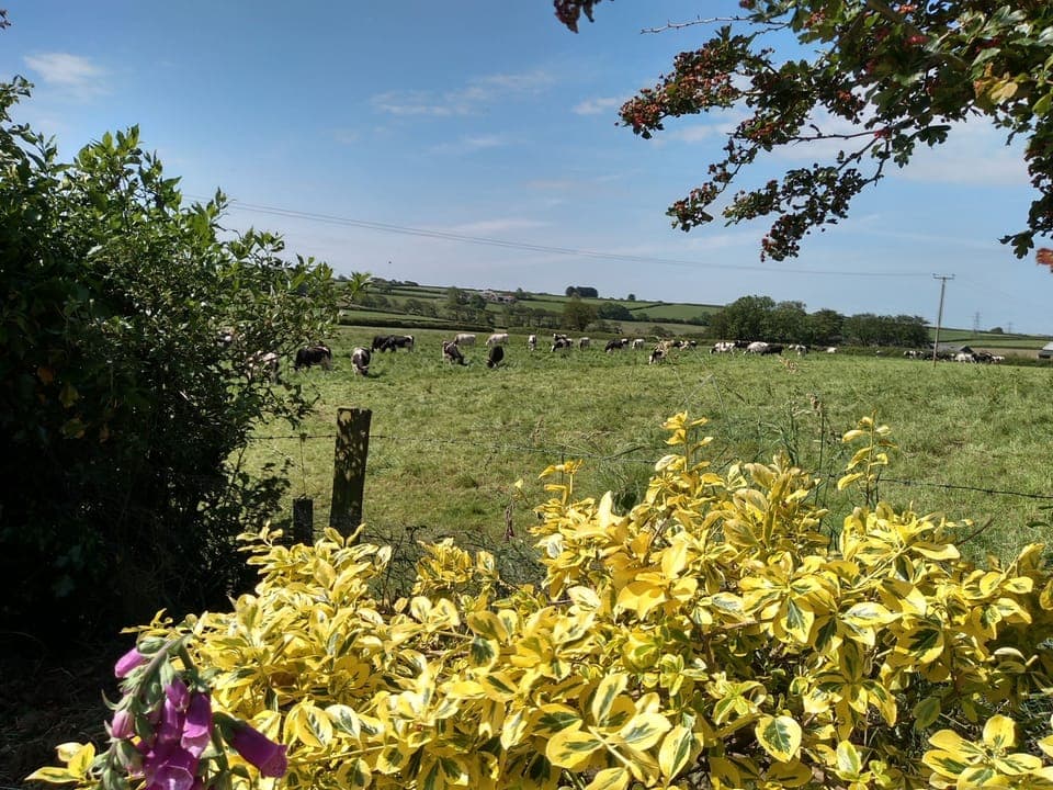 View from rear patio - say hello to the cows