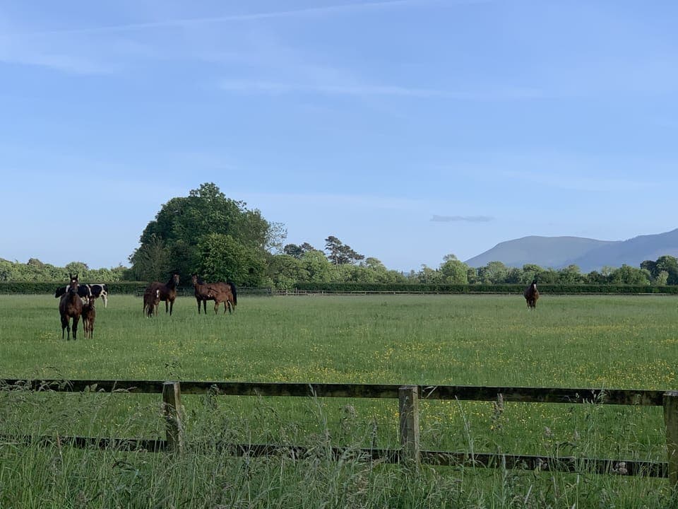 Mare and foals on the farm with the Ballyhoura hills on the background