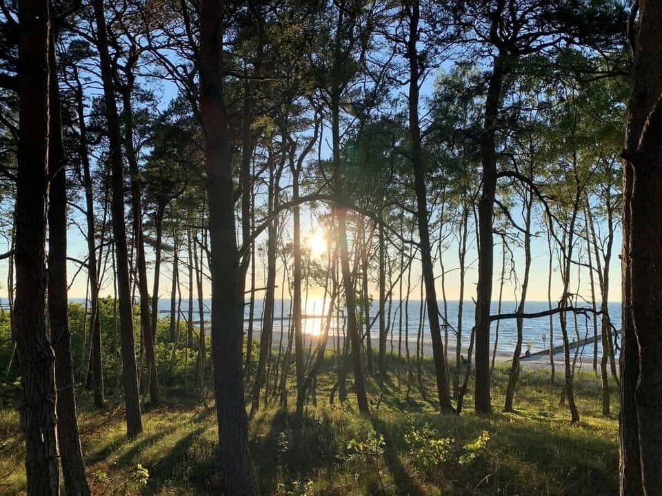 Pine forest by the beach.