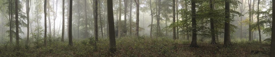 Chiltern Hills, Wendover woods, 30 mins away