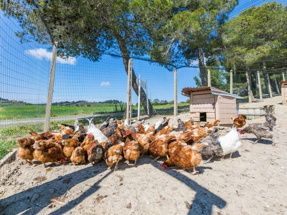 Plant, Sky, Tree, Wood, Asphalt, Woody Plant, Arecales, Cloud, Road Surface, Trunk