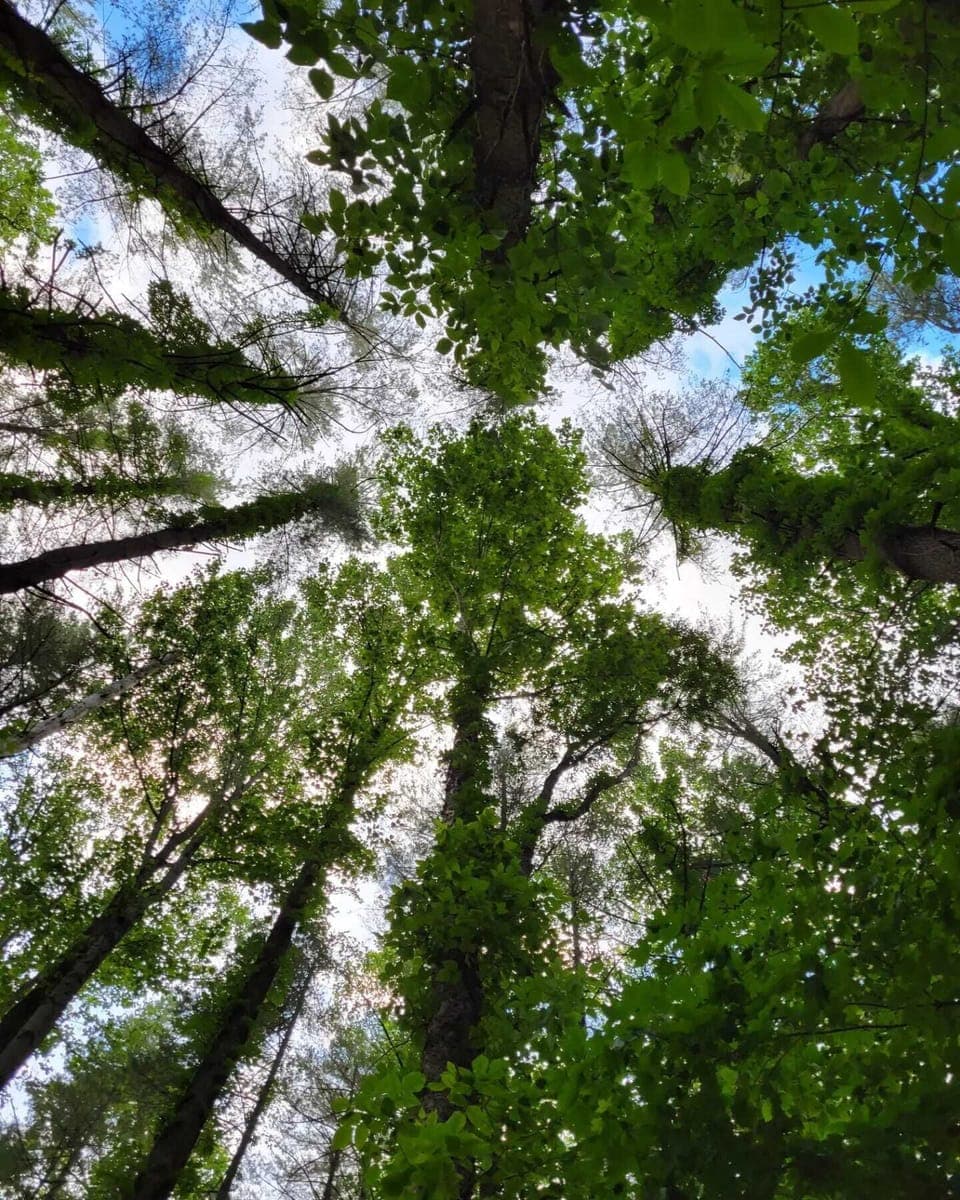 View from a Hammock!